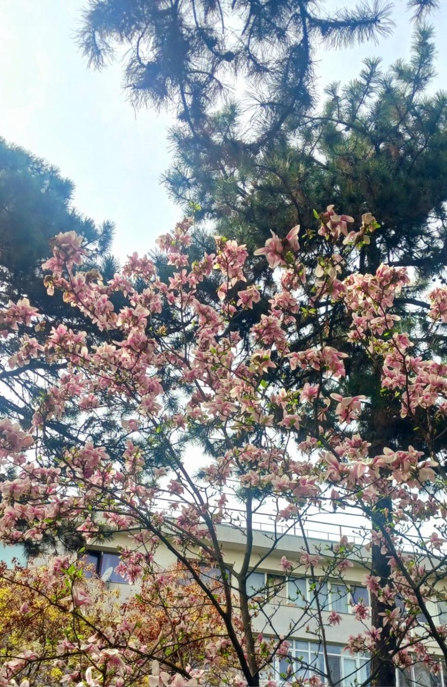 דירה The House In The Park *