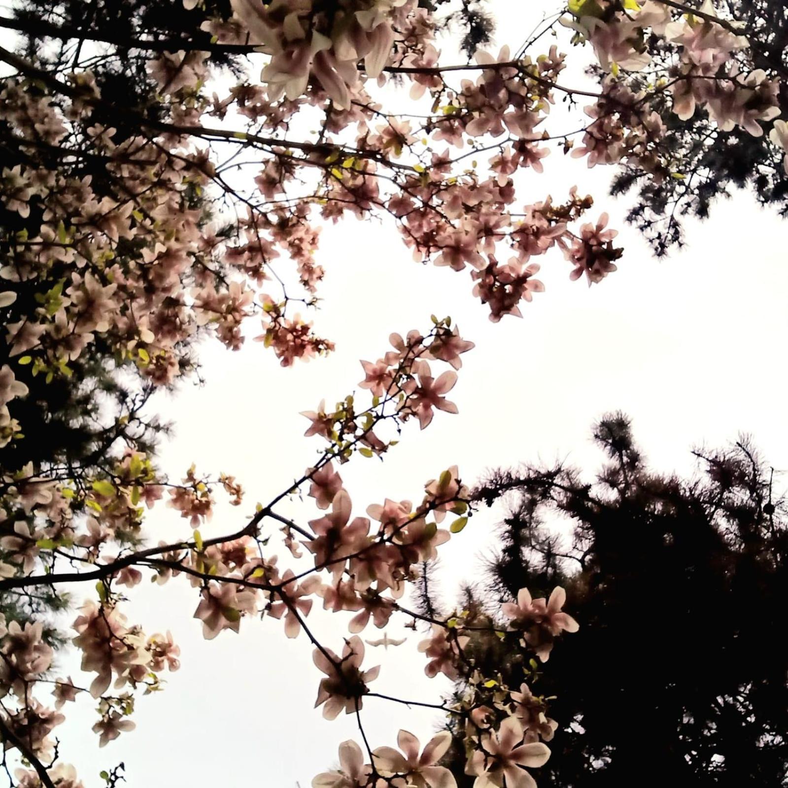 The House In The Park * 布加勒斯特