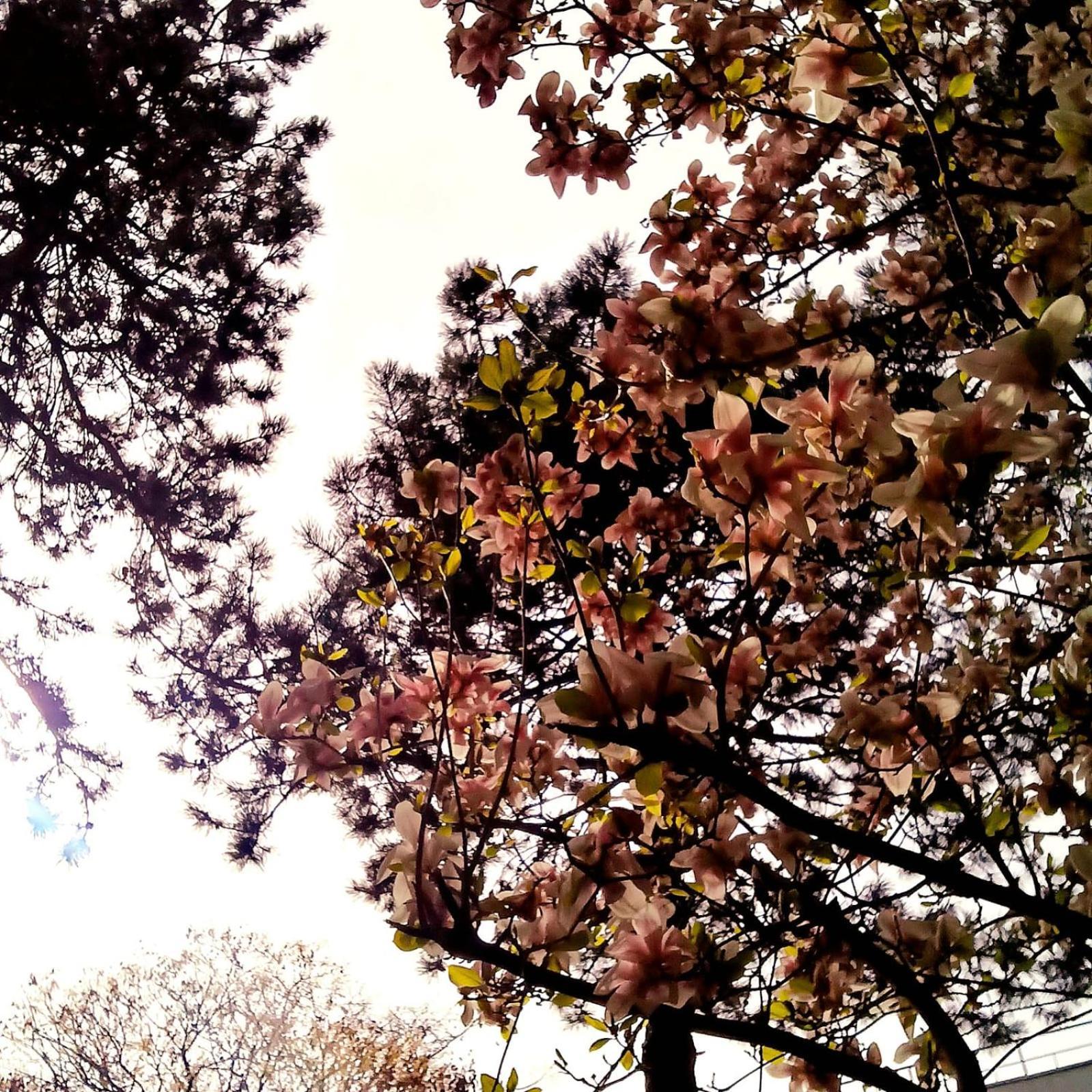 The House In The Park 公寓 布加勒斯特